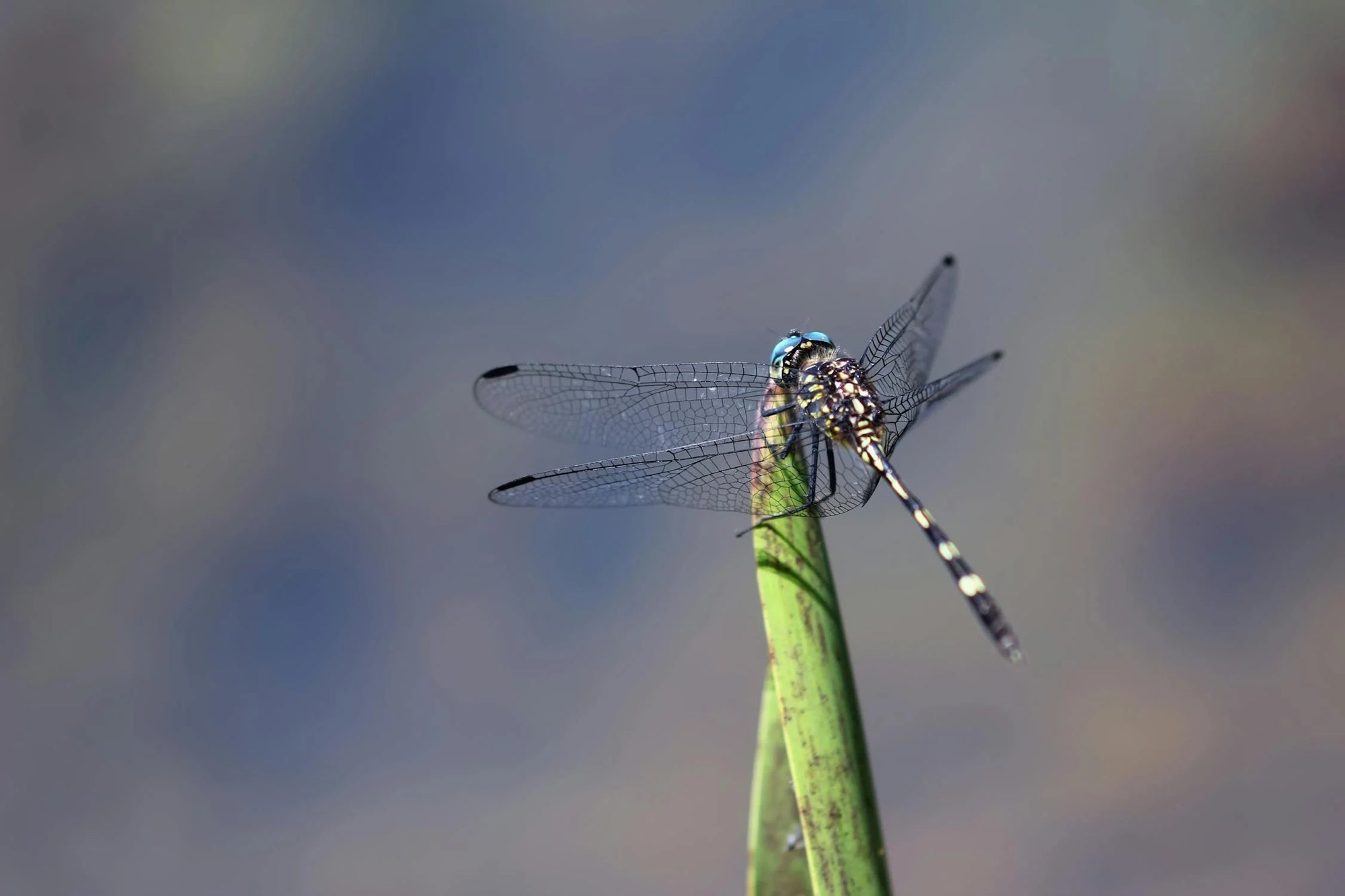 Unlocking Joy & Growth: Exploring the Spiritual Meaning of Dragonflies